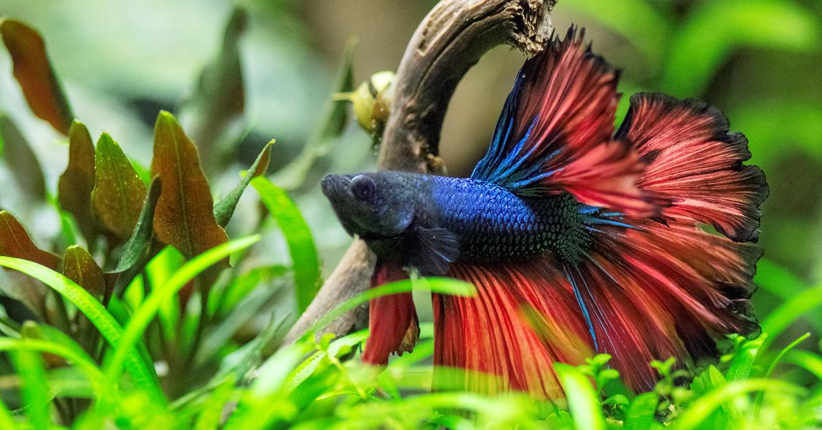 Pictures of Betta Fish