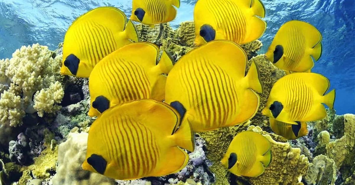 Pictures of Butterfly Fish