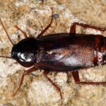 Pictures of Cockroach