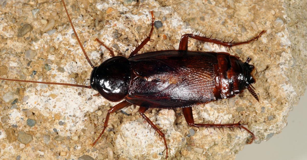 Pictures of Cockroach