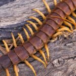 Pictures of Centipede