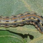 Pictures of Caterpillar