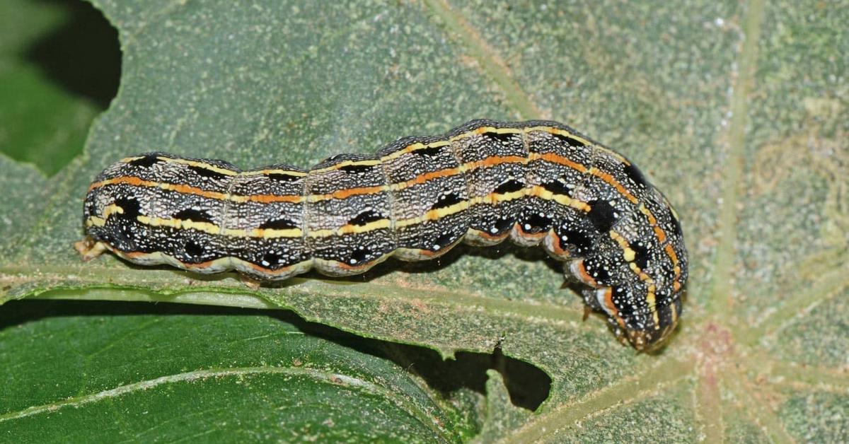 Pictures of Caterpillar