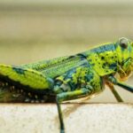 Pictures of Grasshopper