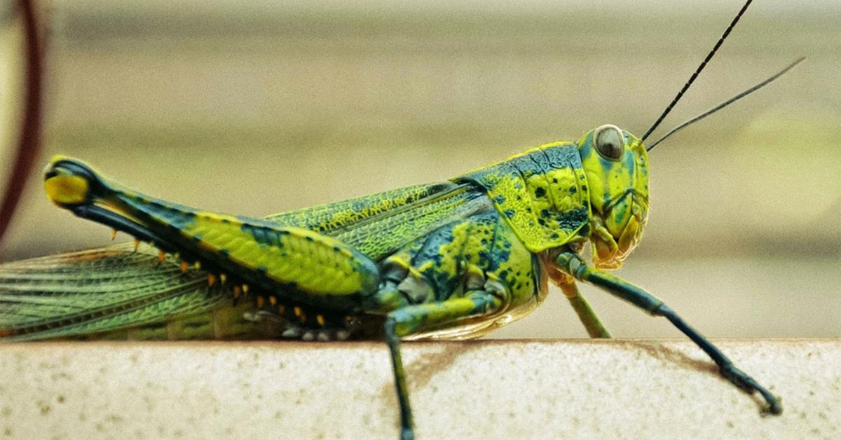 Pictures of Grasshopper