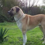 Pictures of Anatolian Shepherd Dog