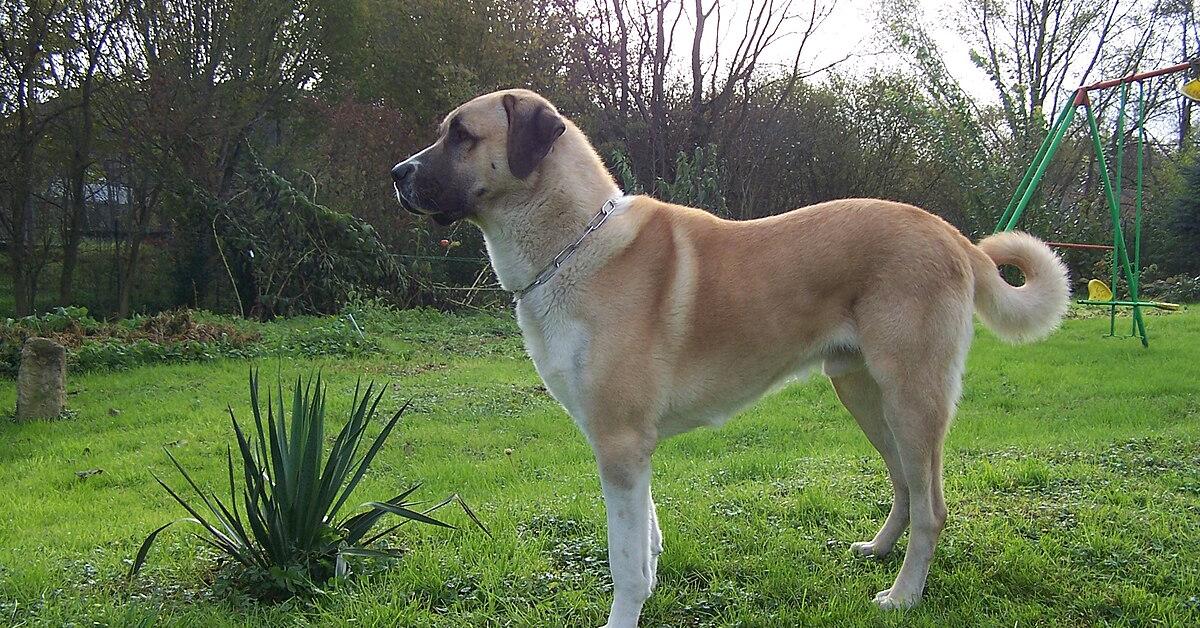 Pictures of Anatolian Shepherd Dog