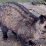 Pictures of Asian Palm Civet