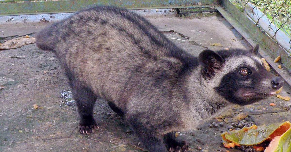 Pictures of Asian Palm Civet