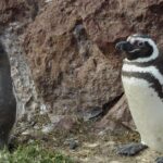 Pictures of Magellanic Penguin