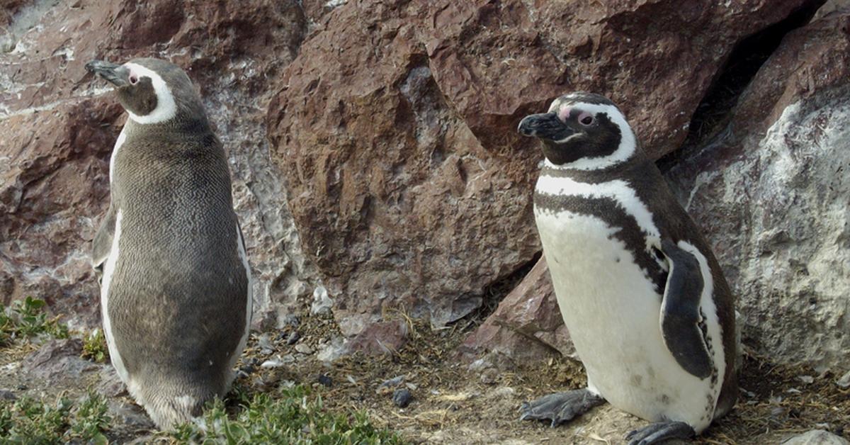 Pictures of Magellanic Penguin