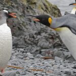 Pictures of Gentoo Penguin