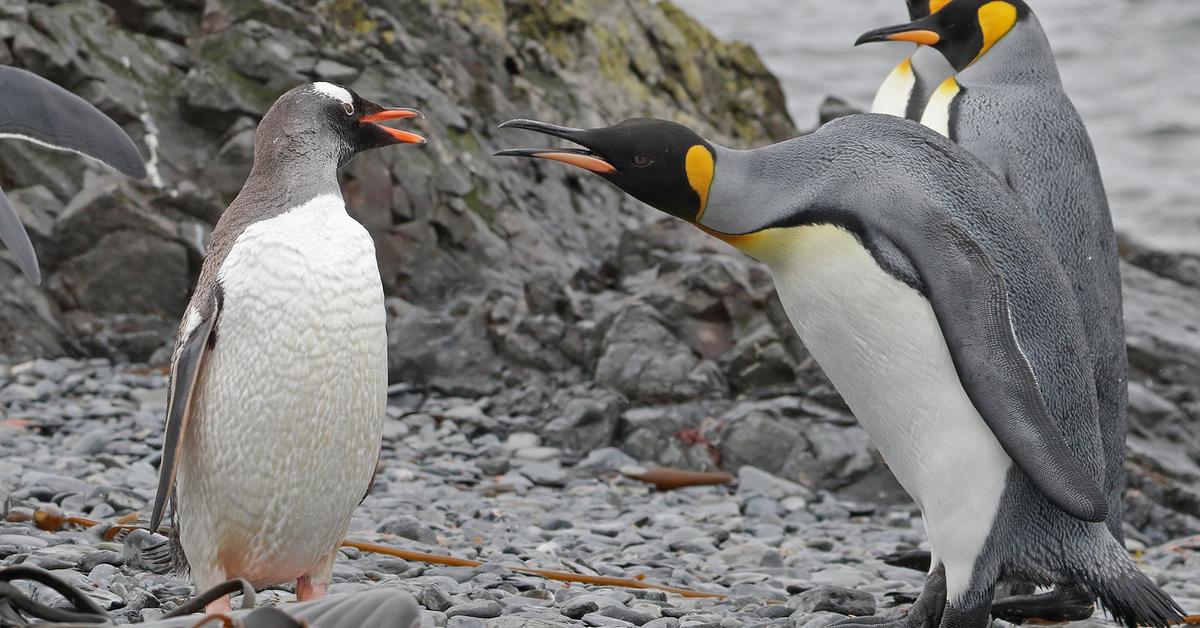Pictures of Gentoo Penguin