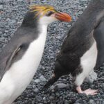 Pictures of Royal Penguin