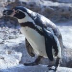 Pictures of Humboldt Penguin