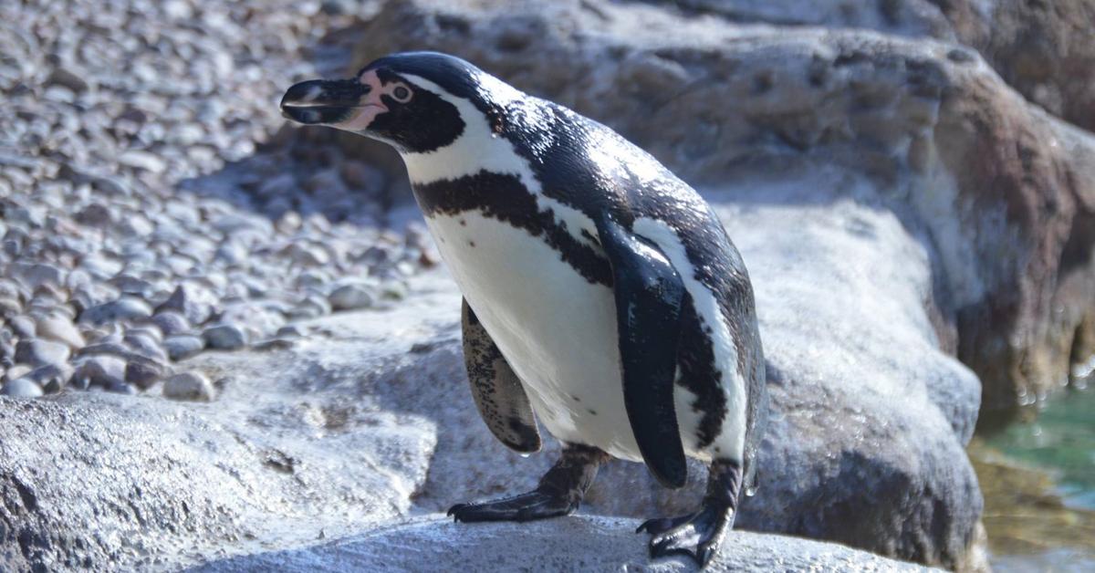 Pictures of Humboldt Penguin