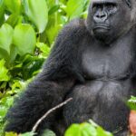 Pictures of Western Gorilla