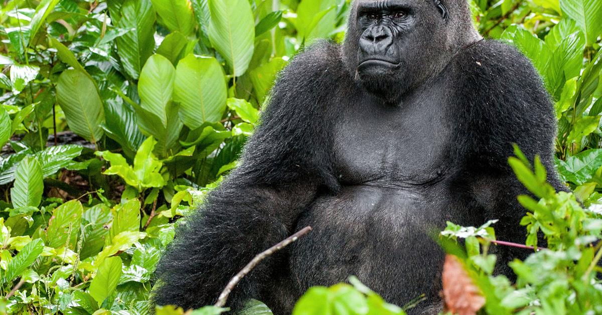 Pictures of Western Gorilla