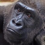 Pictures of Eastern Gorilla