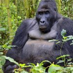 Pictures of Eastern Lowland Gorilla