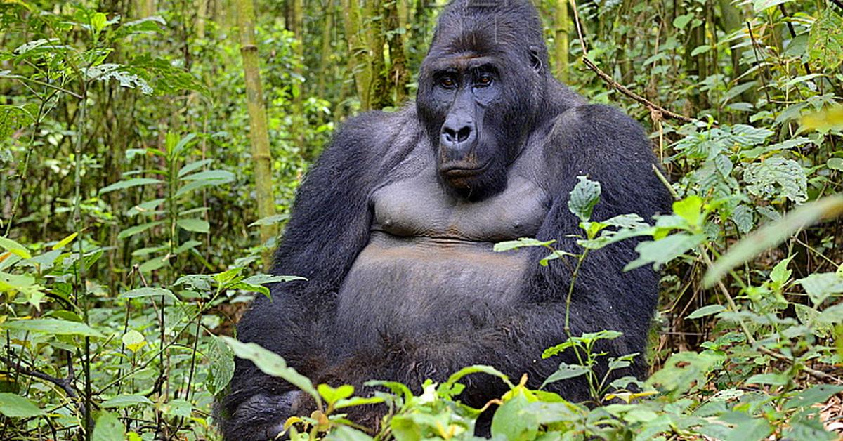 Pictures of Eastern Lowland Gorilla