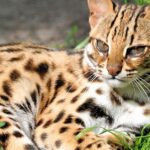 Pictures of Leopard Cat