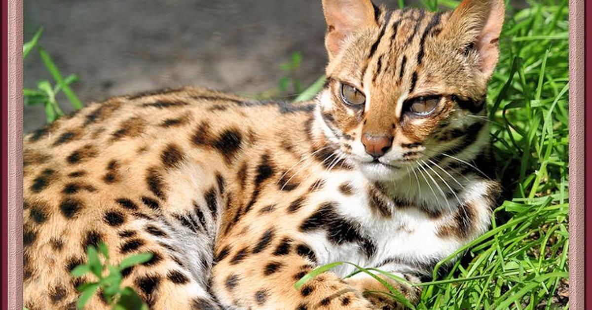 Pictures of Leopard Cat