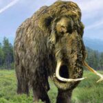 Pictures of Woolly Mammoth