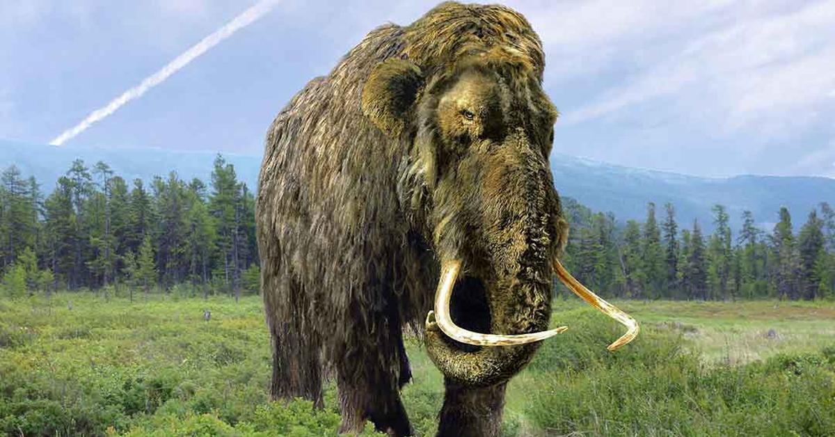 Pictures of Woolly Mammoth