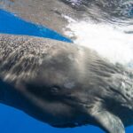 Pictures of Sperm Whale