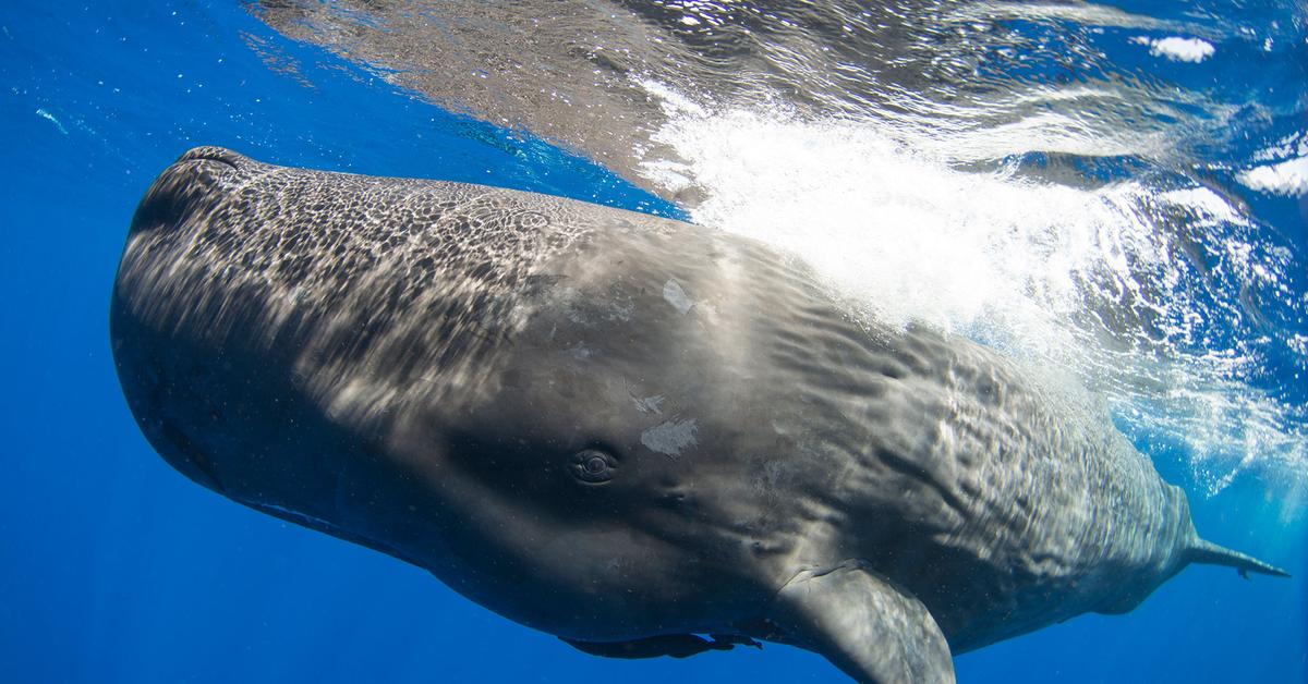 Pictures of Sperm Whale