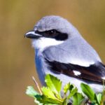 Pictures of Loggerhead Shrike