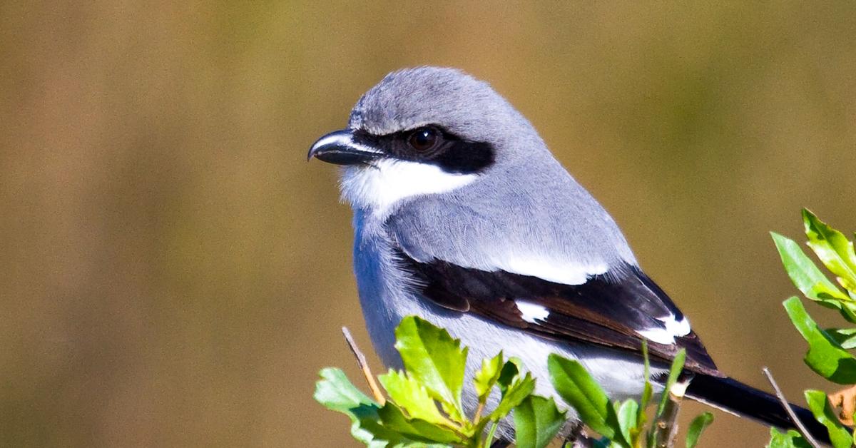 Pictures of Loggerhead Shrike