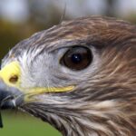 Pictures of Common Buzzard