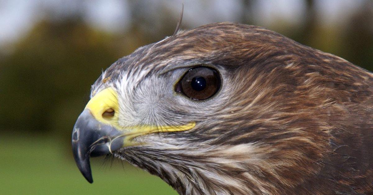 Pictures of Common Buzzard