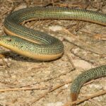 Pictures of Glass Lizard