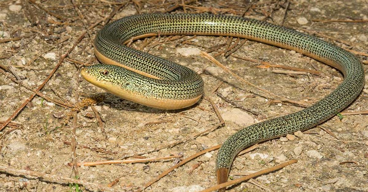 Pictures of Glass Lizard