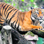 Pictures of South China Tiger