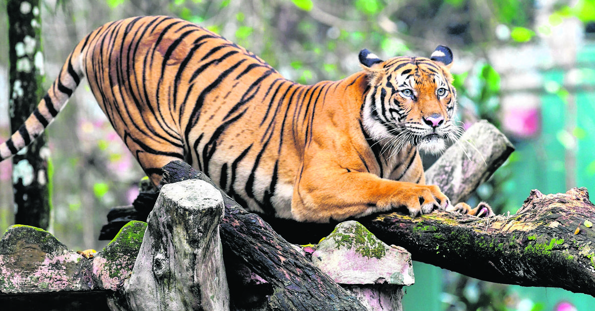 Pictures of South China Tiger