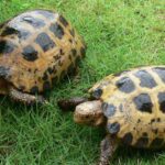 Pictures of Leopard Tortoise