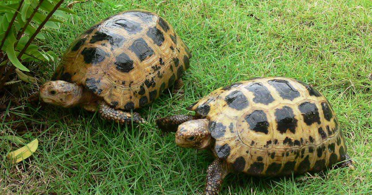 Pictures of Leopard Tortoise