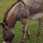 Pictures of Mule