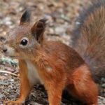 Pictures of Squirrel