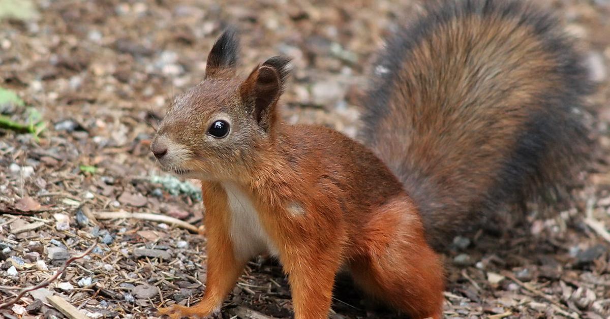 Pictures of Squirrel