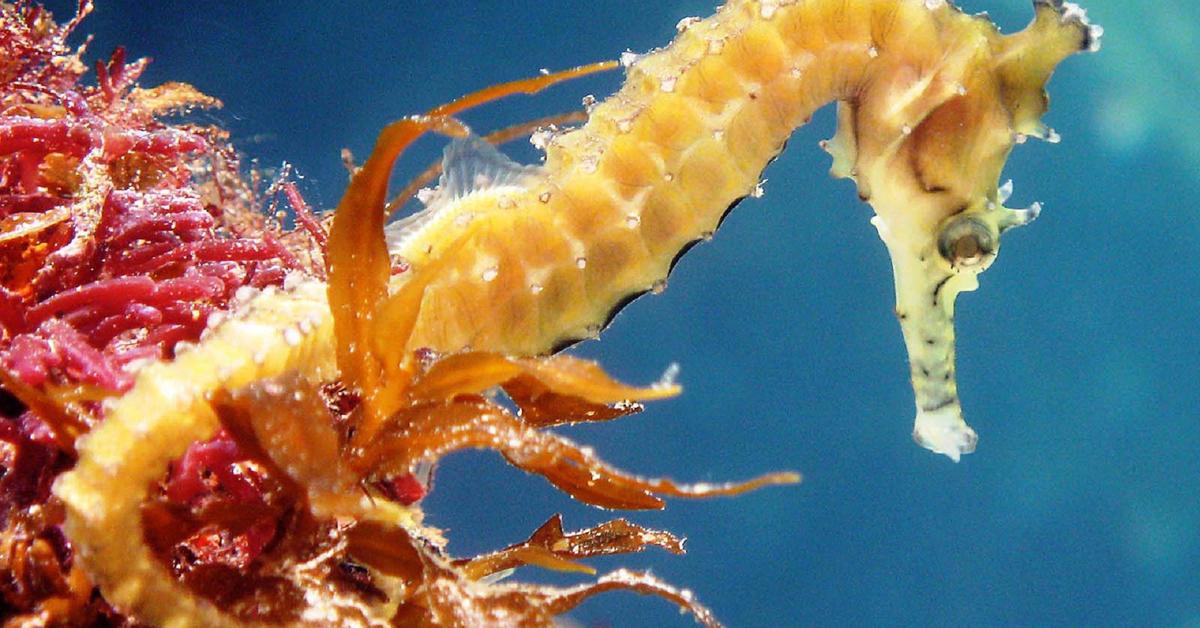 Pictures of Seahorse