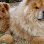 Pictures of Chow Chow