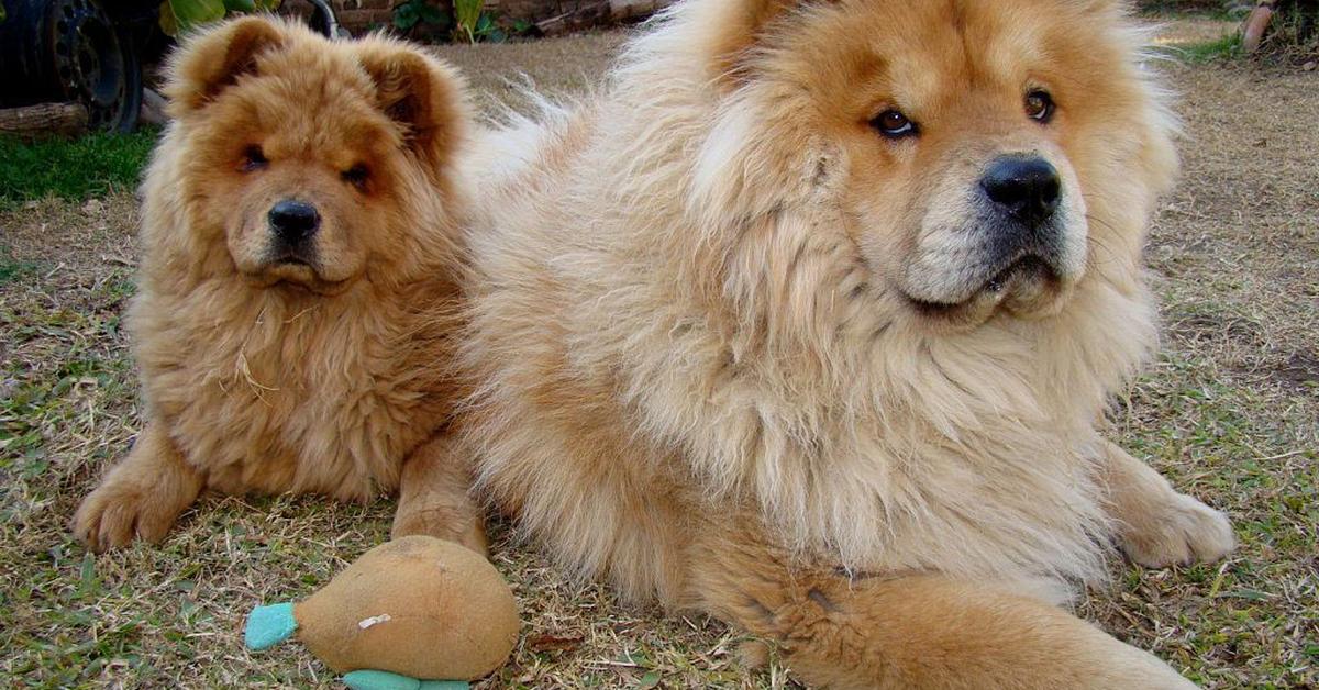 Pictures of Chow Chow