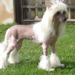 Pictures of Chinese Crested Dog