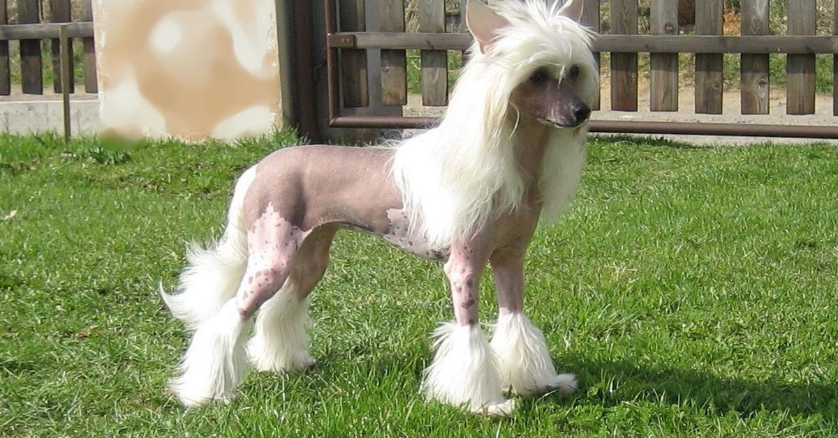 Pictures of Chinese Crested Dog