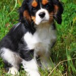 Pictures of Cavalier King Charles Spaniel